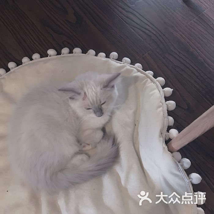 喵仙女猫咖啡-图片-杭州美食-大众点评网