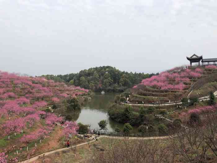 清水湾畔桃花谷-"醴陵市清水湾畔桃花谷的桃花又盛开了,漫山.