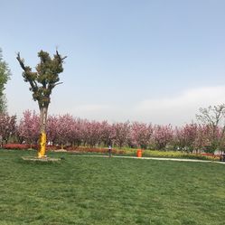 大洋湾樱花园门票_地址_地图_攻略(图)-盐城