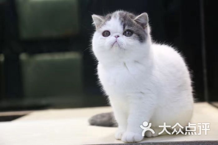 kokowan宠物生活馆图片 - 第3张