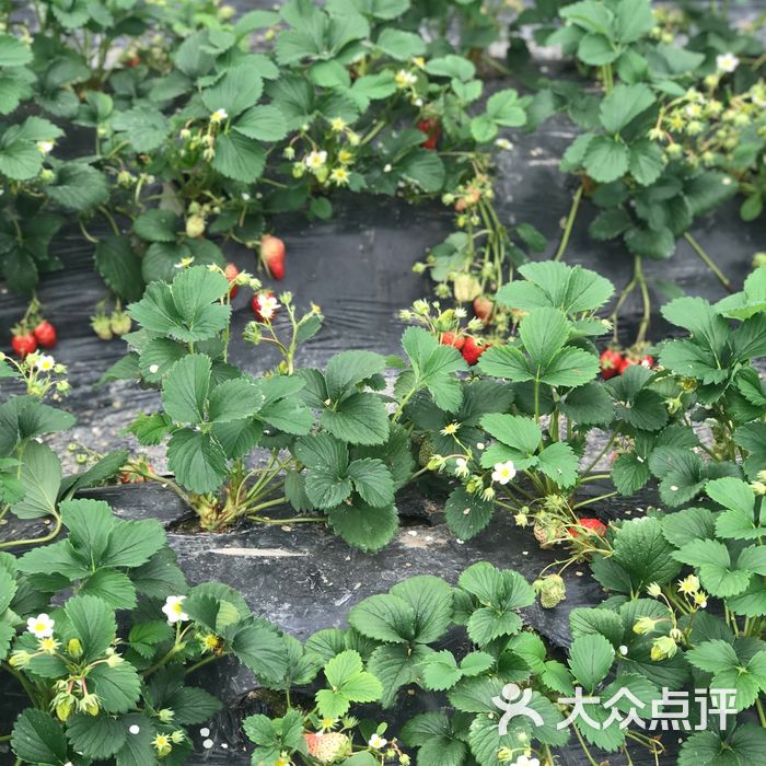 甜甜草莓园