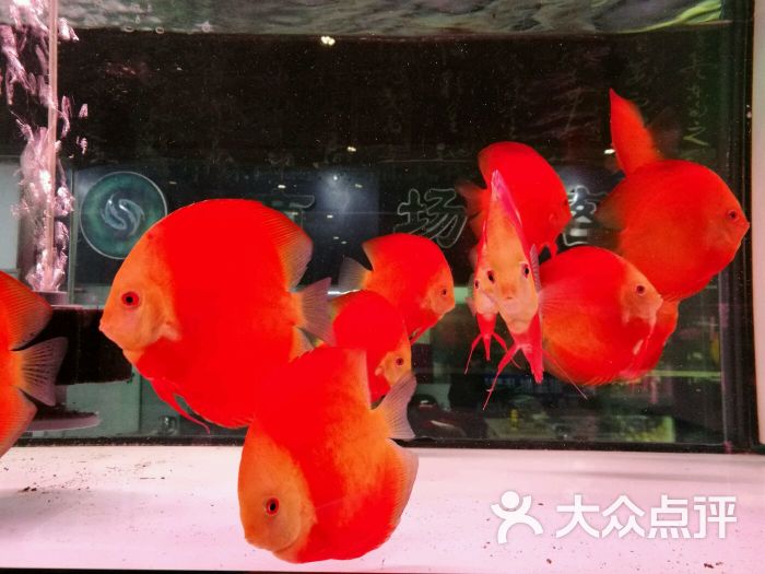 中环花鸟鱼虫市场-图片-天津购物