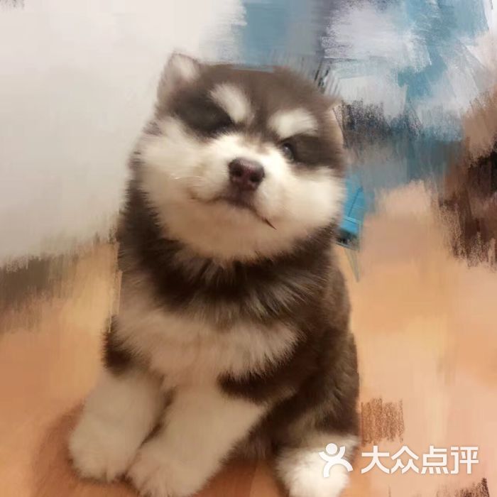 上海宠物店 宠物狗狗买卖交易(上海浦东宠物店