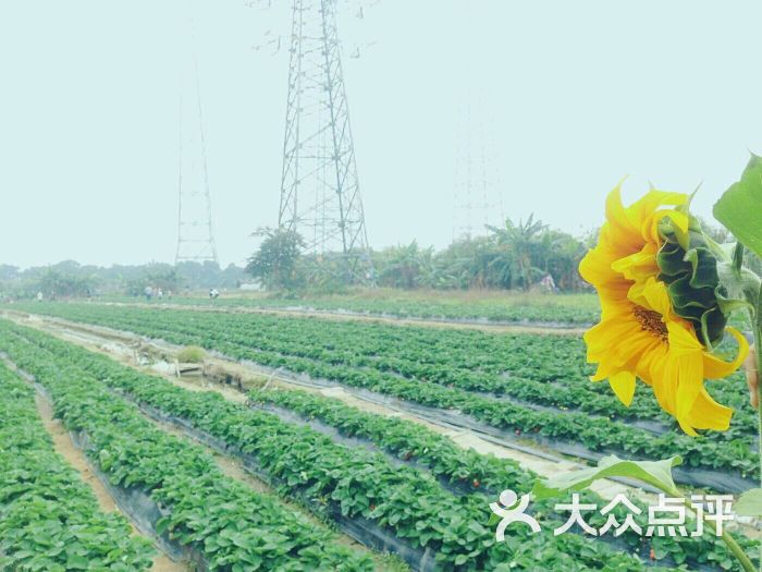 古港草莓园-图片-广州景点-大众点评网