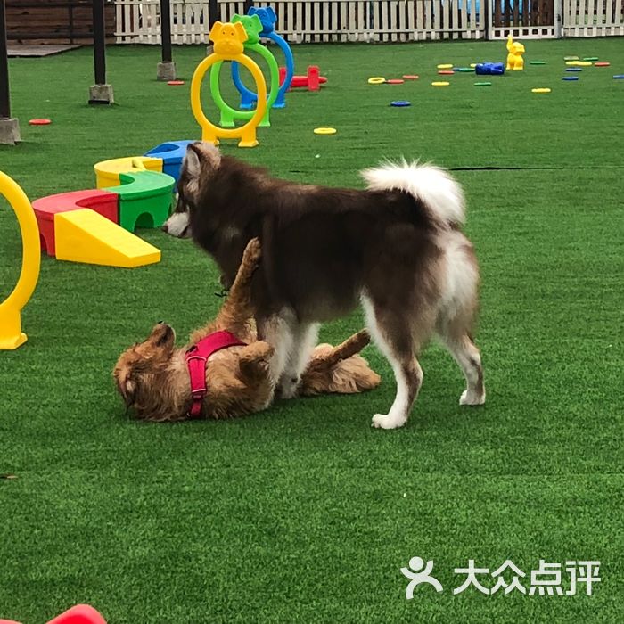 恋宝艺犬堂狗狗训练寄养游泳乐园