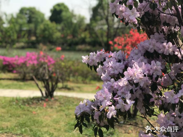 苏州中国花卉植物园图片 - 第34张