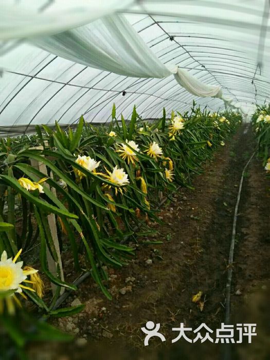 嘉定惠和诚信草莓火龙果采摘园-图片-上海景点