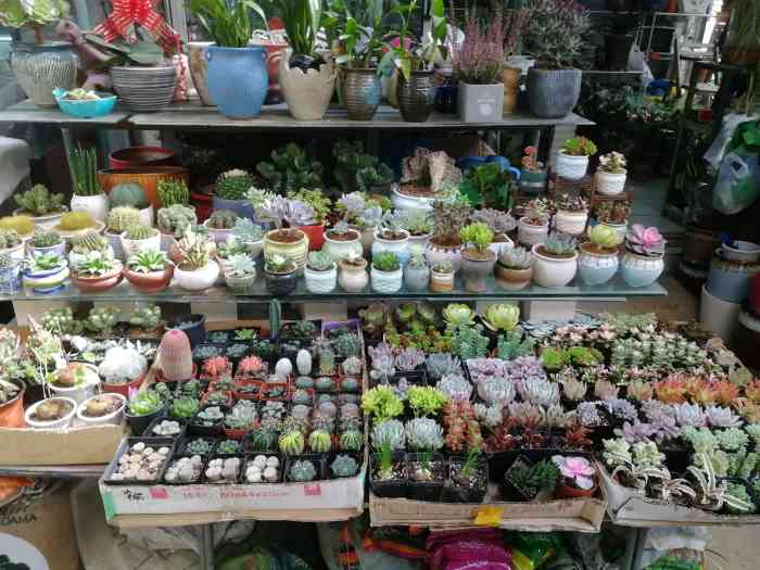 三林花鸟市场
