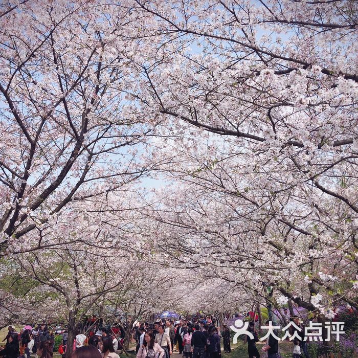 东湖磨山樱花园