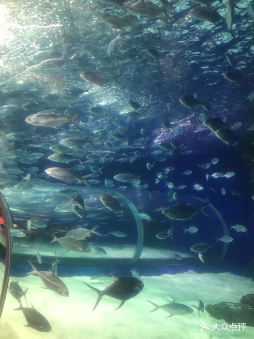 上海海洋水族馆图片 - 第26张