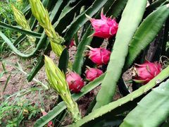 红骨顶生态农场绿色果蔬配送-图片-tianjin购物