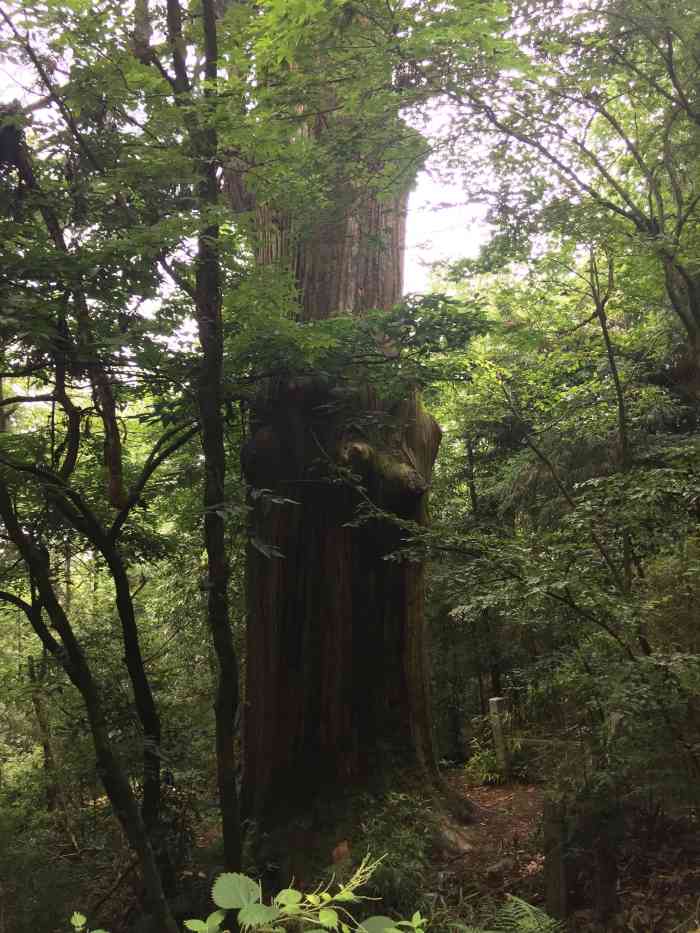 天目山大树王景区