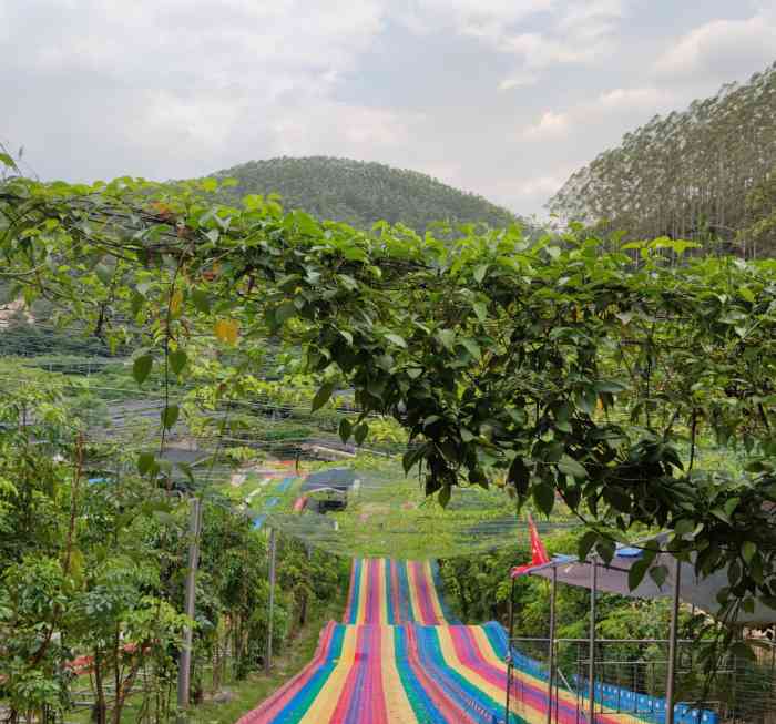 金鸡山霞贯双溪生态园-"景区依山傍水,鸟语花香,空气!