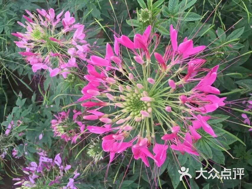 日照花仙子风景区图片 - 第7张