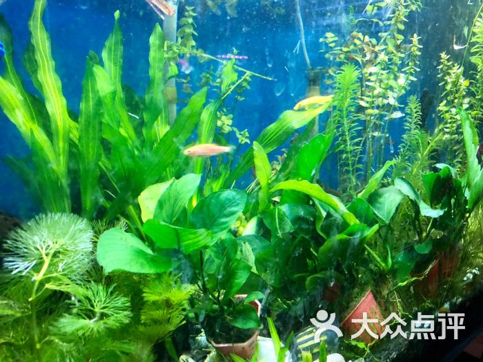 诚维水族水草图片 - 第8张