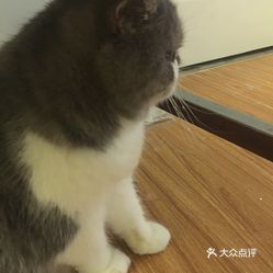 小黑猫老总_小黑猫卡通图片(3)