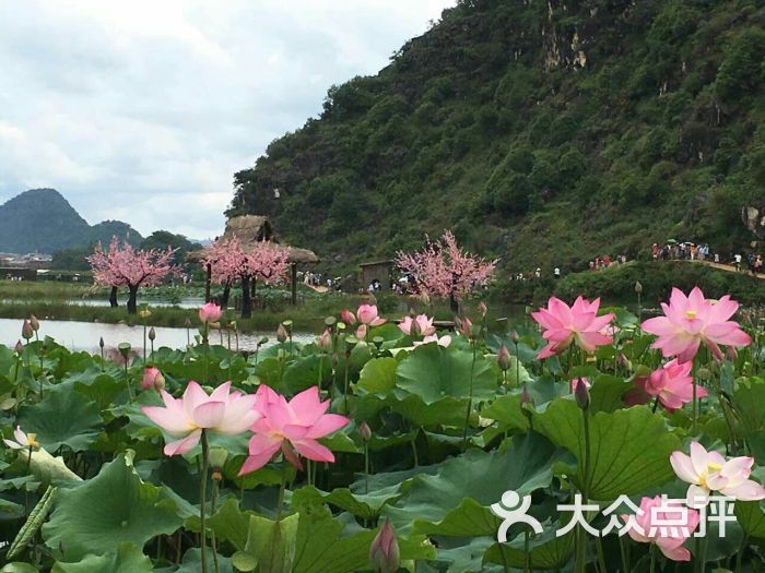 普者黑风景区-图片-丘北县周边游-大众点评网