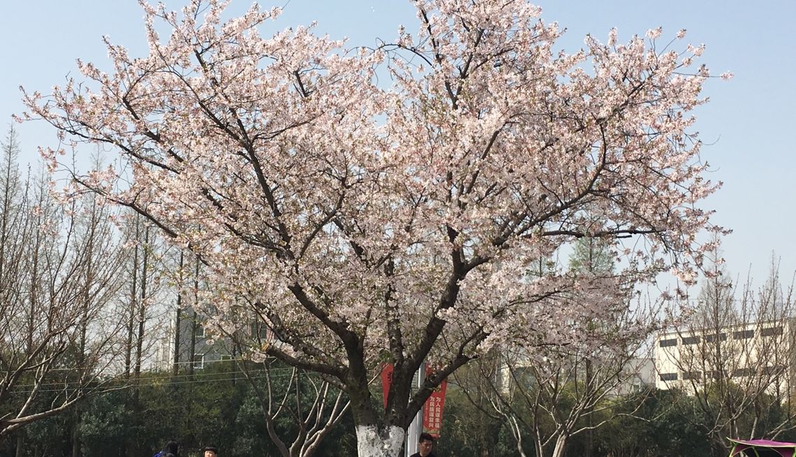 高桥樱花园 - 吃喝玩乐精选