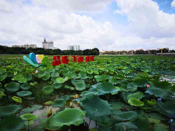 莲湖公园-"莲湖公园,位东莞桥头镇,号称东莞最大的莲.