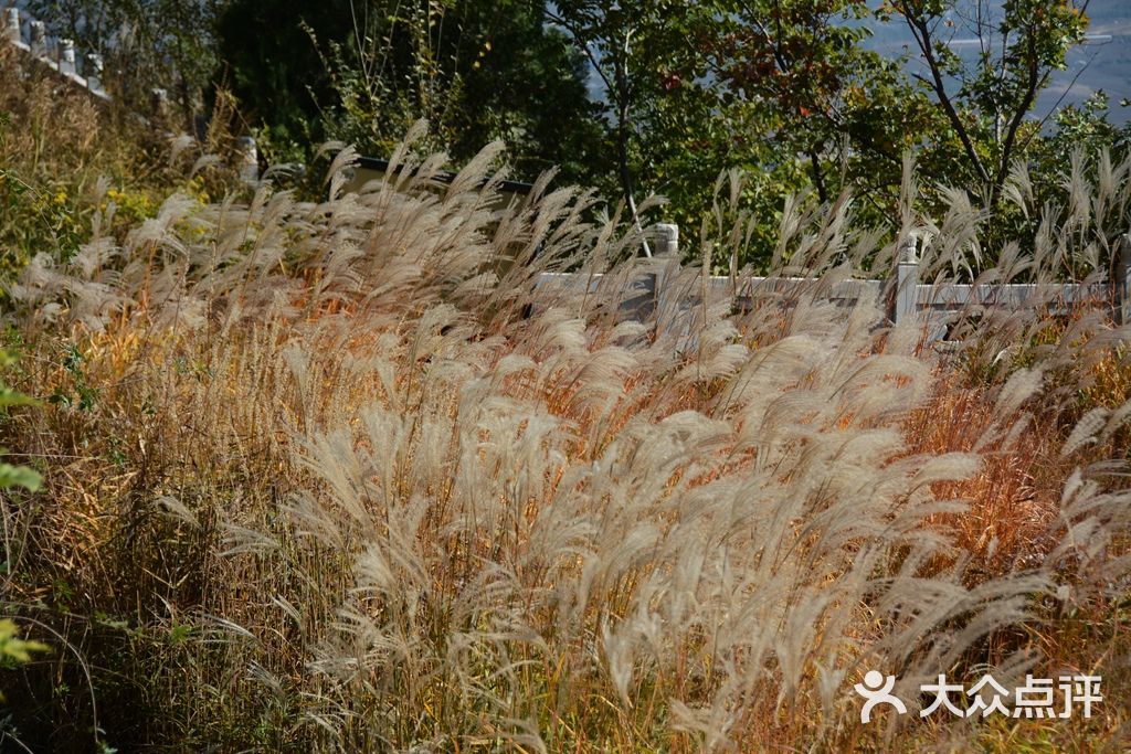 大芦花风景区图片 - 第5张