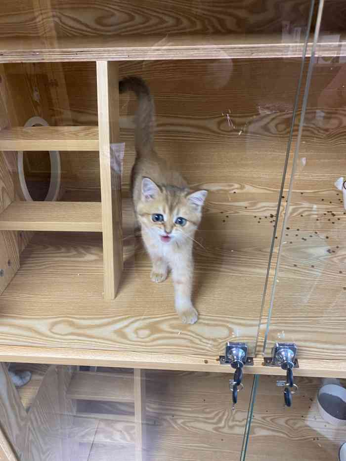 猫福瑞平价健康猫舍布偶金渐层
