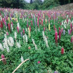 成都环程国际旅行社有限公司地址,电话,营业时