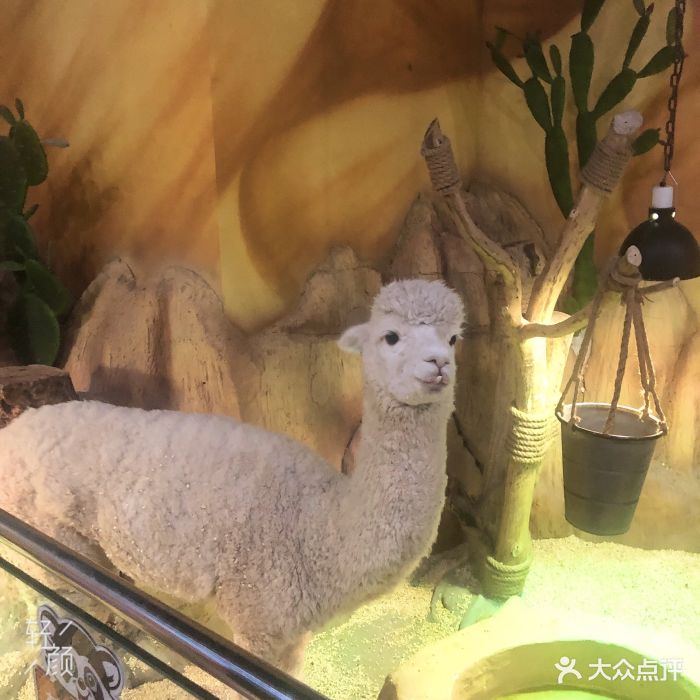 未来动物城主题公园-图片-郑州亲子-大众点评网