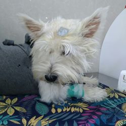 华西动物医院(高新店)电话, 地址, 价格, 营业时