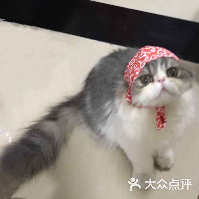 贝蒂猫 猫洗澡