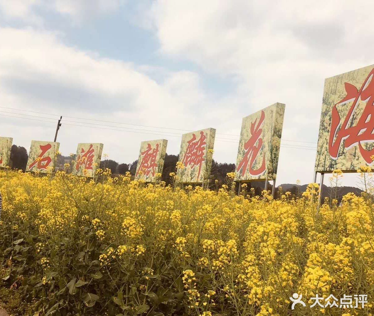 金色石滩麒麟花海