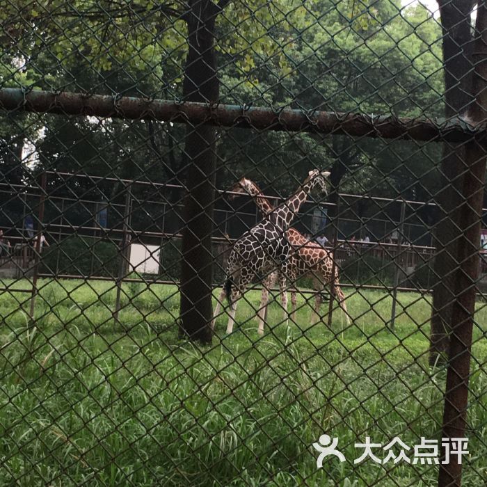 红山森林动物园图片 - 第8张