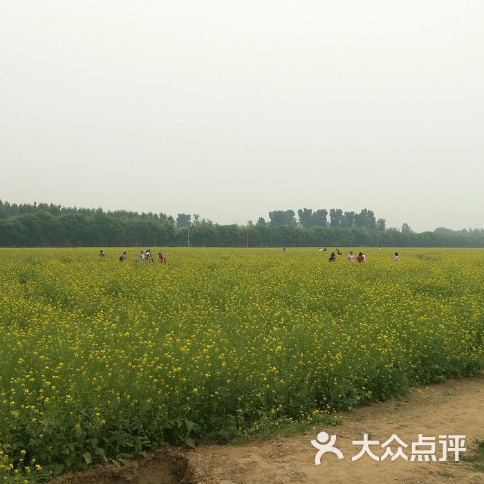 楼台油菜花田