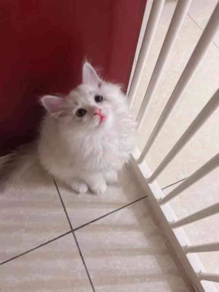 猫福瑞平价健康猫舍布偶金渐层