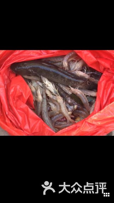 野生沙虾 ,蟹虎鱼