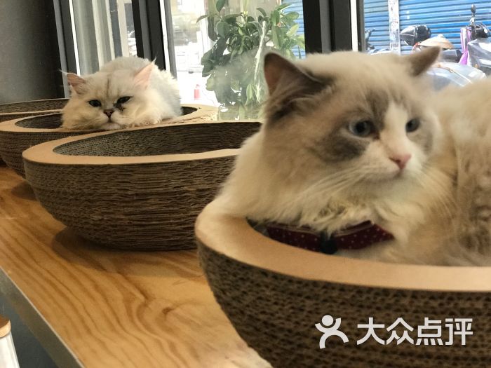 猫屿咖啡馆-图片-娄底美食-大众点评网