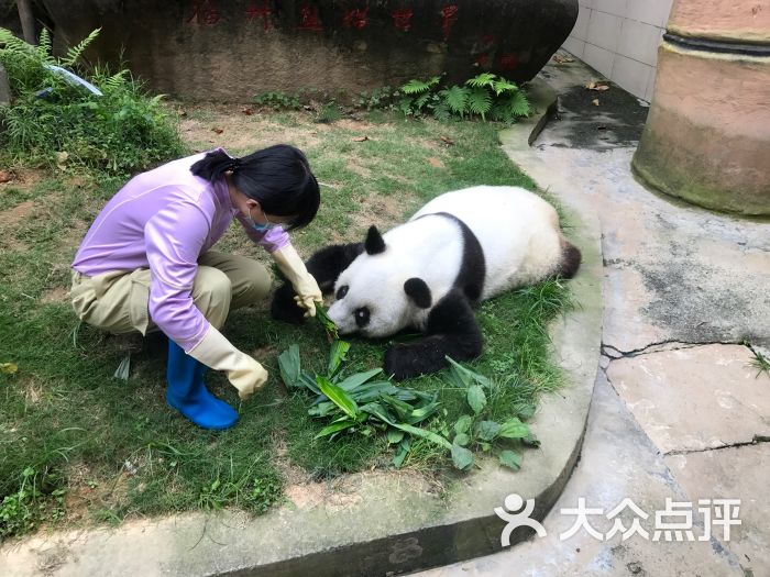 海峡(福州)熊猫世界图片 - 第3张