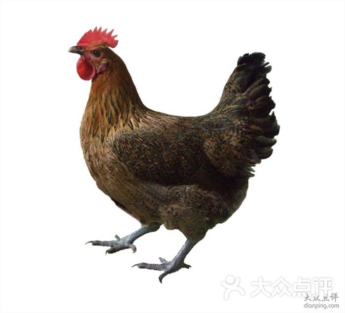 黒脚麻鸡—肉质鲜美,细腻,营养价值高