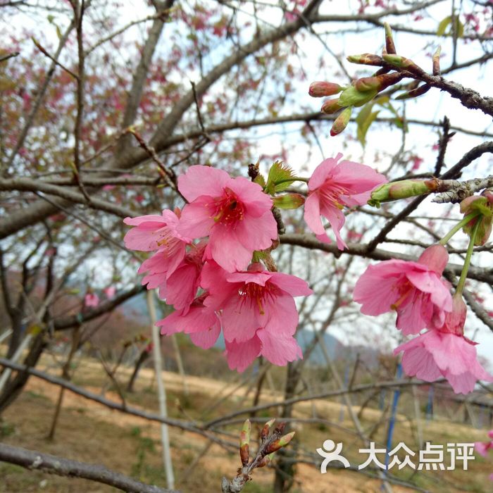 天适樱花悠乐园
