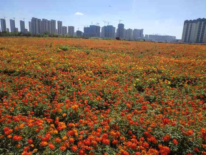 花海公园"沈北新区花海公园又叫蒲河花海公园,花海面.