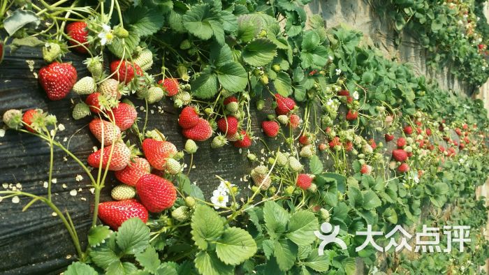 金州杨帆草莓采摘园图片 - 第22张