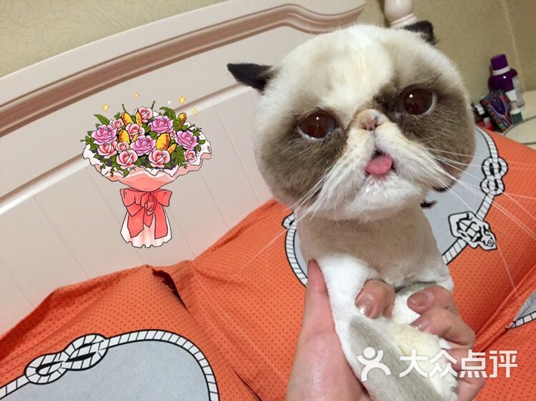 甜饼宠猫-图片-北京宠物