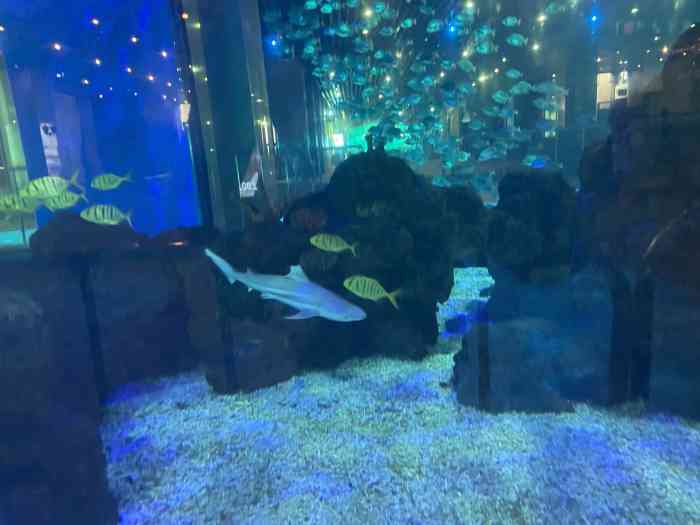 鎏嘉码头水族馆-"这里是一个免费的水族馆虽然不大,也