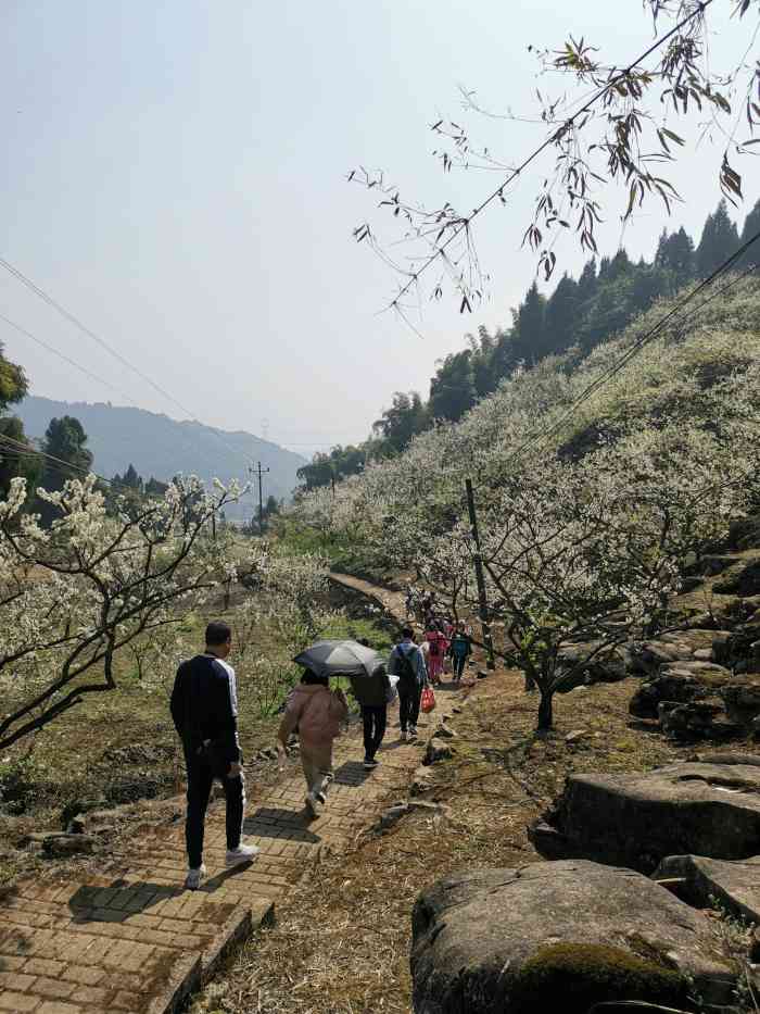 印盒李花生态旅游区