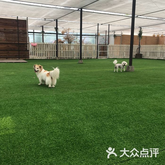 恋宝艺犬堂狗狗训练寄养游泳乐园