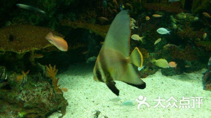 上海海洋水族馆的点评