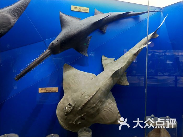 青岛水族馆图片 - 第17张