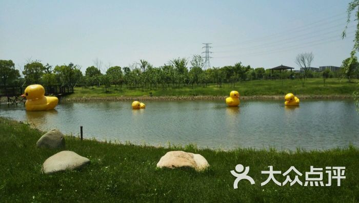 张桥湿地公园图片 - 第4张