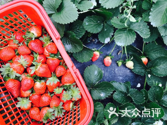 北北草莓采摘园-图片-广州景点