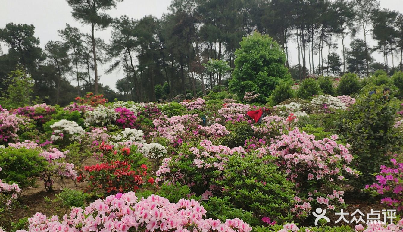 放牛村的杜鹃花