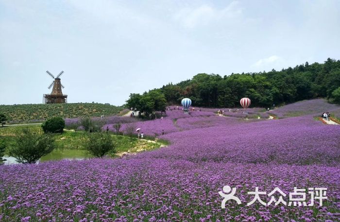 谷里薰衣草庄园景点图片 - 第5张